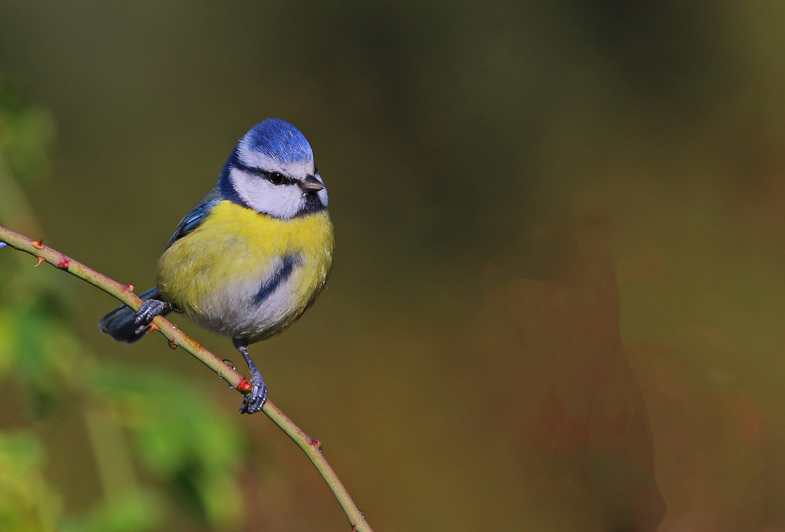 Eurasian Blue Tit — Ana fotoğraf